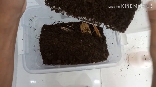 #1. Lamprima Adolphinae - Setting up the breeding box смотреть онлайн