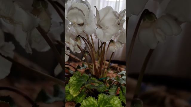 Цикламены.(Cyclamen) Bianka white