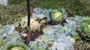 Капуста.  Вот , что делаем от растрескование кочанов капусты.