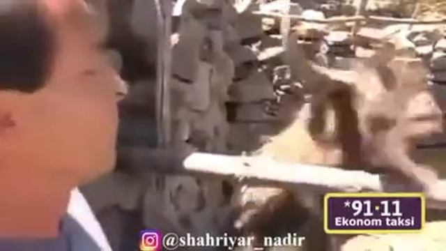 Барашка орёт смотреть онлайн