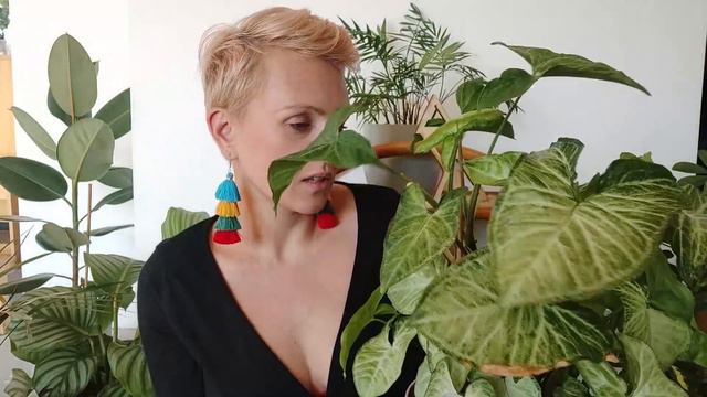 Moje rośliny przed Zimą | Przegląd roślin przez Zimą | Zmiany | PIPILOTKA смотреть онлайн