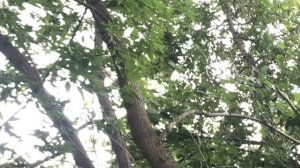 Кошка Буся не хочет чтоб я уезжала