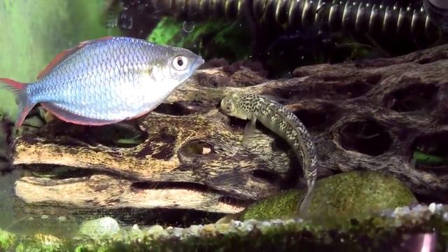 Бычок-стифодон "st01", (Stiphodon sp. 'st01', Orange-fin stiphodon) смотреть онлайн