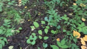 В лес за лисичками