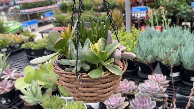186: Plant Shopping At Walmart Garden Center | It's Nicely Stocked Ya'll! | Cacti, Tropicals + More смотреть онлайн