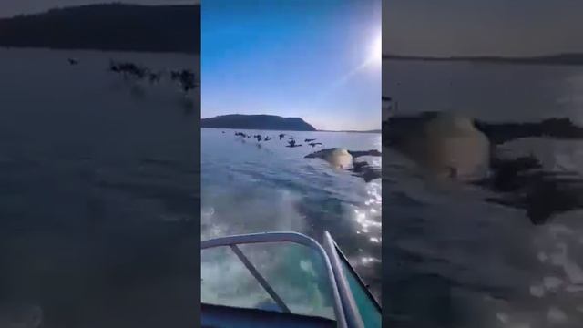 Журавлиный крик Китай? краткое содержание Быков Беларусь...
