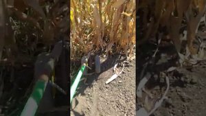 корчеватель для кукурузы.