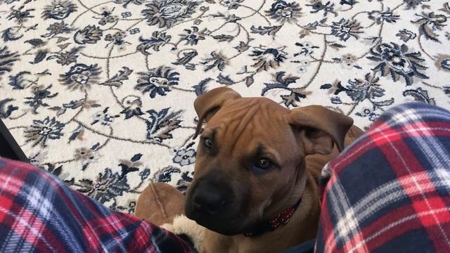 Сонный Бурбуль хочет спать у папы на коленях | Собака сонная | Sleepy Boerboel Puppy смотреть онлайн