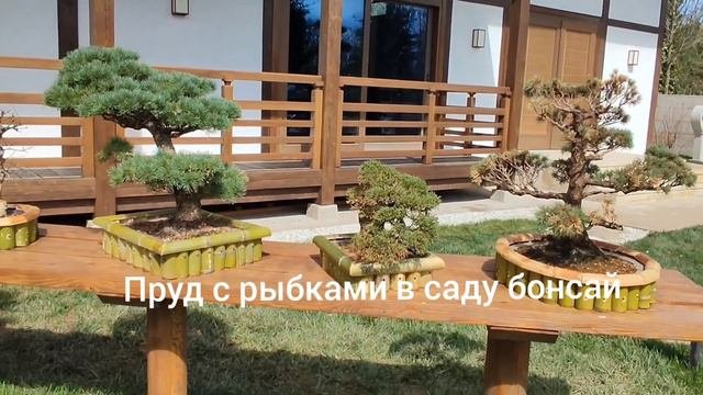 Краснодарский парк и его замечательный  японский сад. Посмотрите сами и наслаждайтесь.