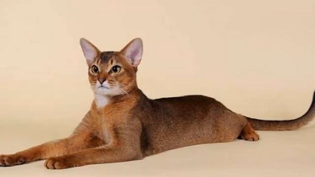 Топ 10/ САМЫЕ ЛАСКОВЫЕ ПОРОДЫ КОШЕК