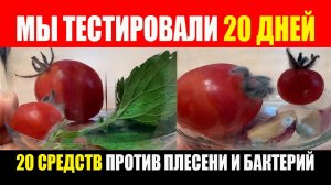 Прошло 20 дней. Тест 20 средств против плесени и бактерий. Помидоры на зиму