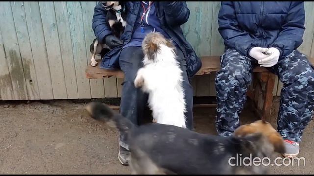 Приютская мелочь - замерзнет, если не вывезем! смотреть онлайн