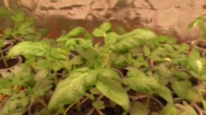 Не все Томатные Гномы - карлики. Гном Копия Мак Джи совсем не МАЛЫШ. Обзор рассады и спелых плодов.