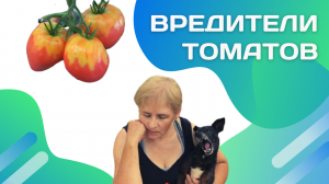 Кто ест томаты в теплице?