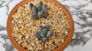 🧑🌾 Mi colección de suculentas 🌵🌸 | Parte 1 | @distritoecheveria