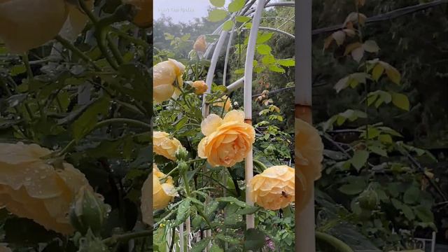 [David Austin] Golden Celebration Rose 골든 셀리브레이션 장미 in Luna's Rose Garden 2023.6.21.