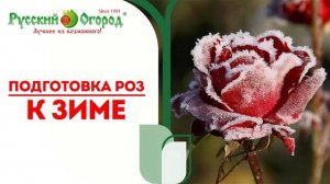 #РОЗЫ. ПОДГОТОВКА К ЗИМЕ. ЗИМУЮТ БЕЗ УКРЫТИЯ, ПРОСТО ПРЕКРАСНО.