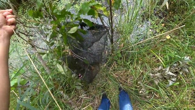 Ловля вершей на болоте / Вареная кукуруза на щепочнице.mp4 смотреть онлайн