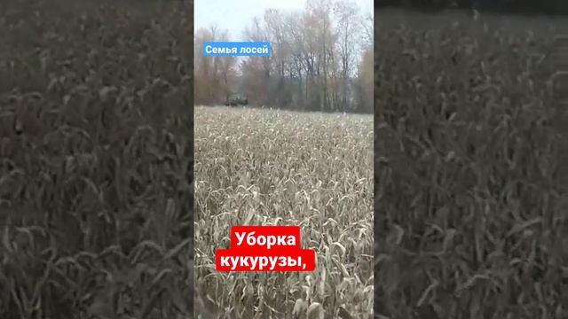 уборка кукурузы в полях, выгоняем зверя с поля