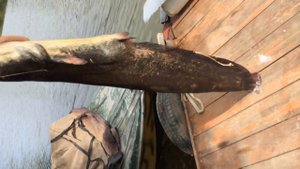 Вот это улов - рыбалка база "Застава" (Астрахань)