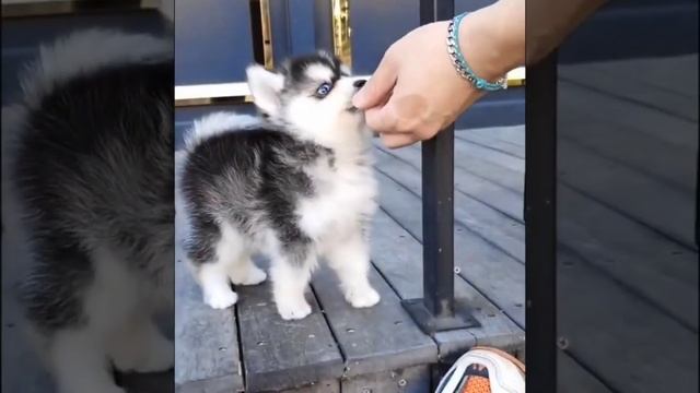 Little husky.Это маленькое и милое создание - помски ?омесь хаски ипомеранского шпица.#husky#shorts