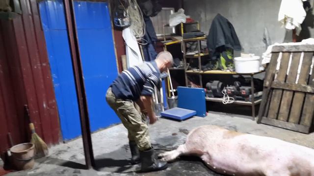 //Забій Кабаниихи 8 місяців,несподіванна вага-хто важчий Кабан-свинка//Чи варто тримати  свинок!!!/ смотреть онлайн