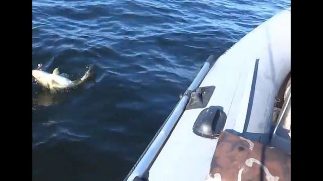 Балтийское море, Филино
