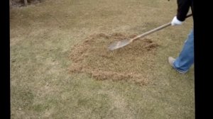 Как восстановить газон после зимы.