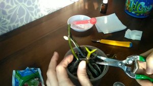 от орхидеи остался один пень, спасаем, то что осталось