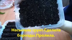 Посев  Алиссума и Бархатцев 26 января на рассаду