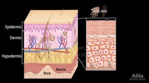 Anatomy and Physiology of the Skin, Animation