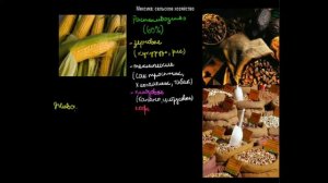 519  Мексика сельское хозяйство