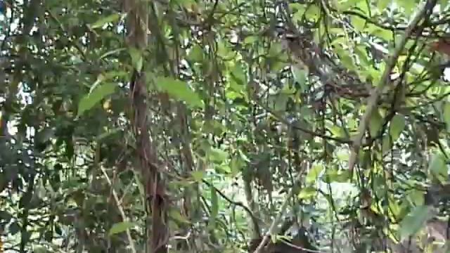 Mangrove Pitta Happy in SG смотреть онлайн