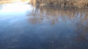 первый лед в Беловодске 22 11  2019