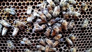 Как облётываются матки в пчелопавильоне.