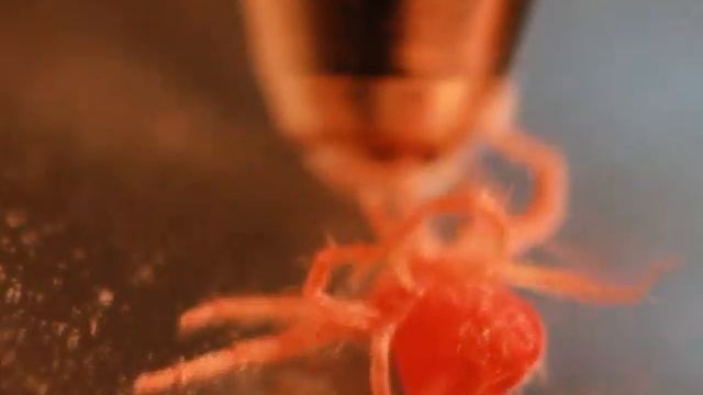 клещ паук red spider mite смотреть онлайн
