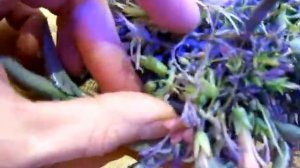 Цветущий Каланхоэ Дегремона. Flowering Kalanchoe Daigremontiana. ч.3