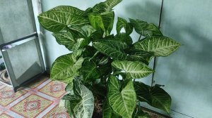 Review syngonium plant. #tanamanhias