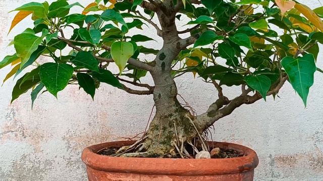 Friends comment ficus rumphii Update video смотреть онлайн