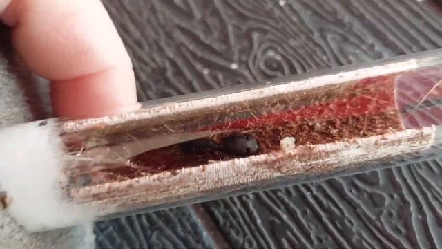 Посылка из Германии, от Rene 23.12.2021 смотреть онлайн