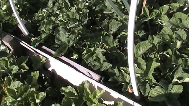 мой огород в начале лета смотреть онлайн