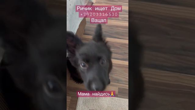 Щенок зовёт Маму🥲Puppy calling mom🥲