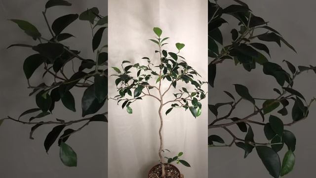 Фикус на штамбе Ч.7 очередная обрезка смотреть онлайн