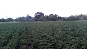 опрыскиваем картошку от колорадского жука