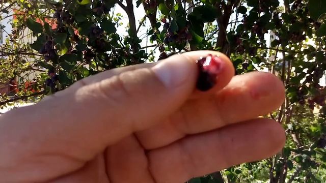 СБОР ЯГОДЫ ,,ЯРГА,, 2021 ГОД ,БОЛЬШОЙ УРОЖАЙ ,ЯГОДА КАК В ФИЛЬМЕ ,,АВАТАР,, смотреть онлайн