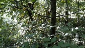 ЗАБОДАЙ МЕНЯ КОМАР! ПЕРВЫЕ 5 КОПЕЕК С УРОЧИЩА! ОПЯТЬ МЕДНЫЕ МОНЕТЫ И МЕТАЛЛ! ЛЕСНОЙ КОП 2021!