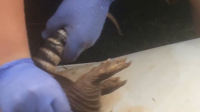 HOW TO CLEAN A ARMADILLO смотреть онлайн