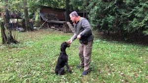 Работа с холеричными собаками