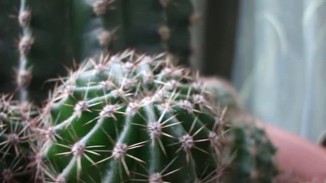 Кактусы смотреть онлайн