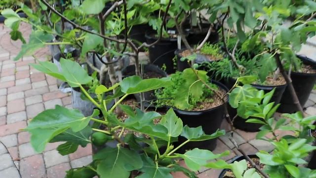 Fig Tree Summer Update - A look at the Potted & In Ground Orchard смотреть онлайн